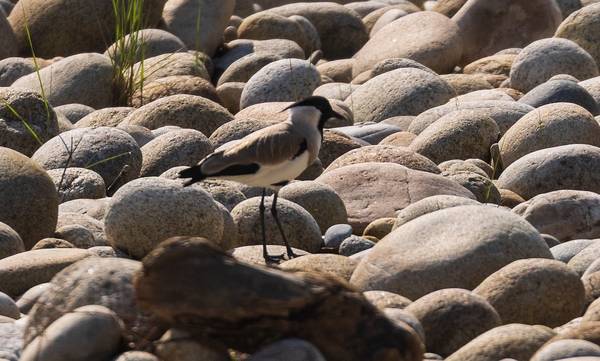River Lapwing - ML638201582