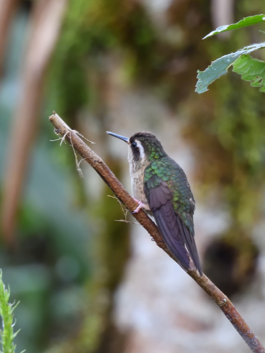 Speckled Hummingbird - ML638201588