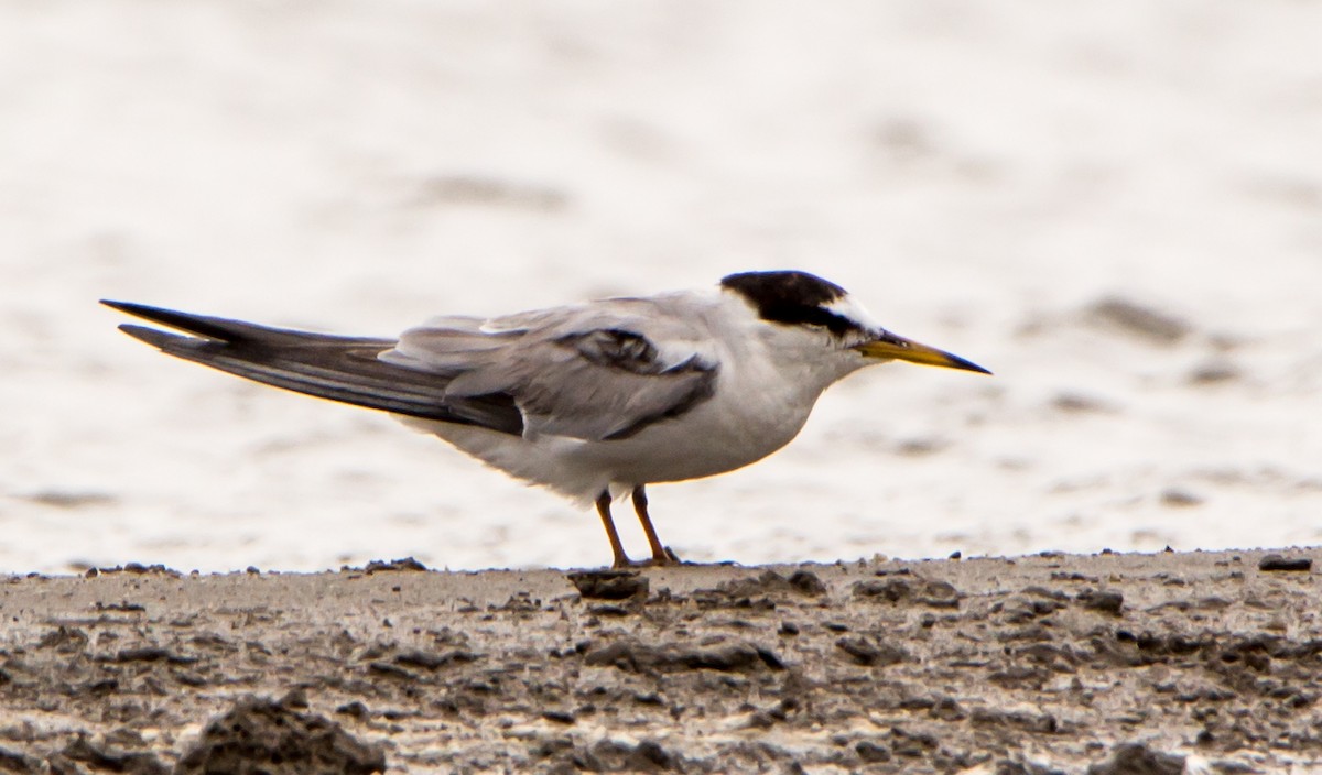 Little Tern - ML638201598