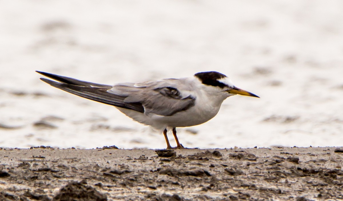 Little Tern - ML638201599