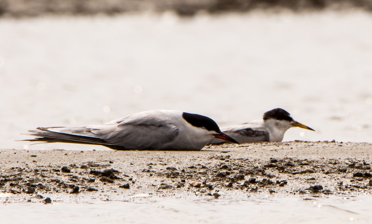 Little Tern - ML638201600