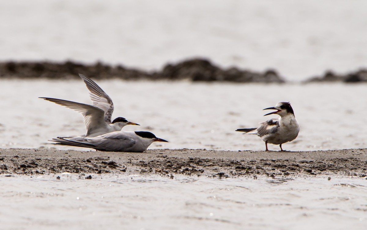 Little Tern - ML638201601