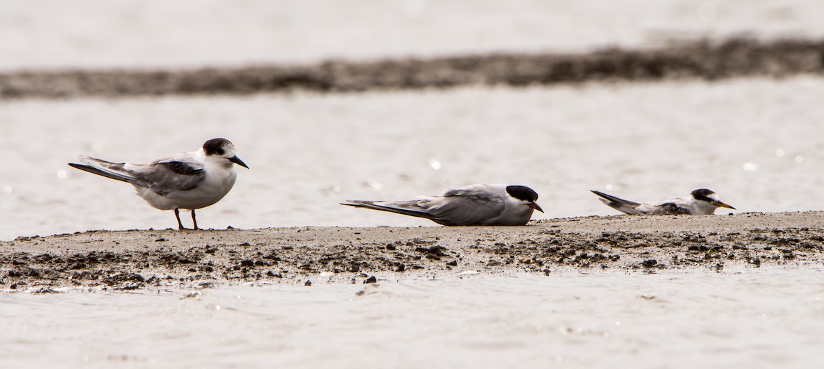Little Tern - ML638201603