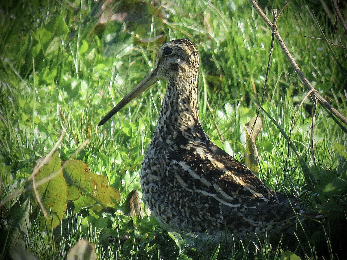 Magellanic Snipe - ML638201611