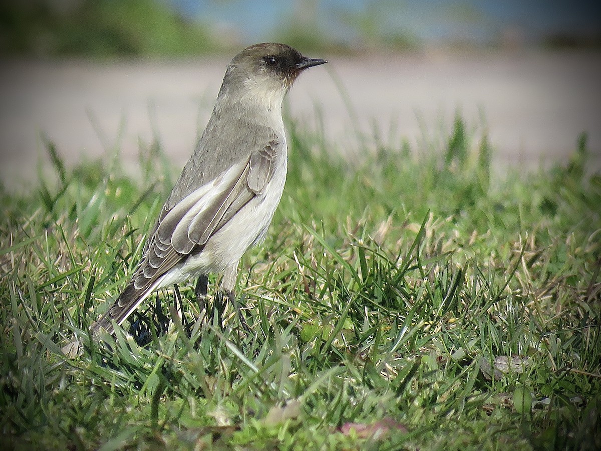 Dark-faced Ground-Tyrant - ML638201650