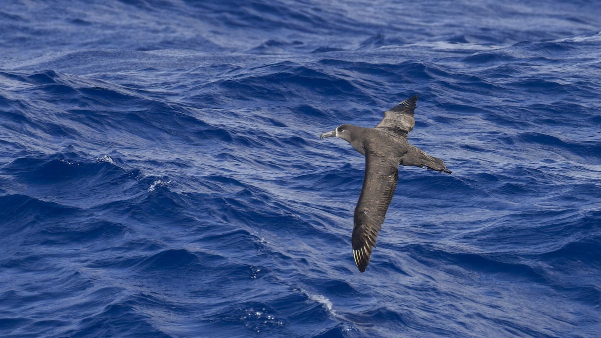 Kara Ayaklı Albatros - ML638201651
