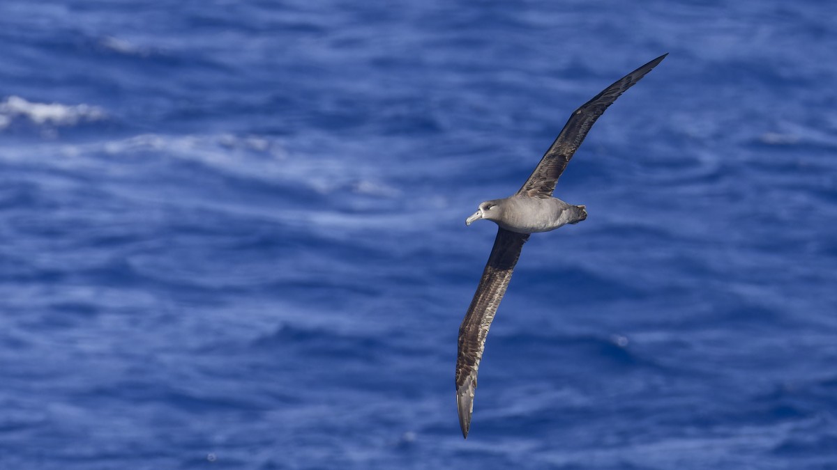 Kara Ayaklı Albatros - ML638201652