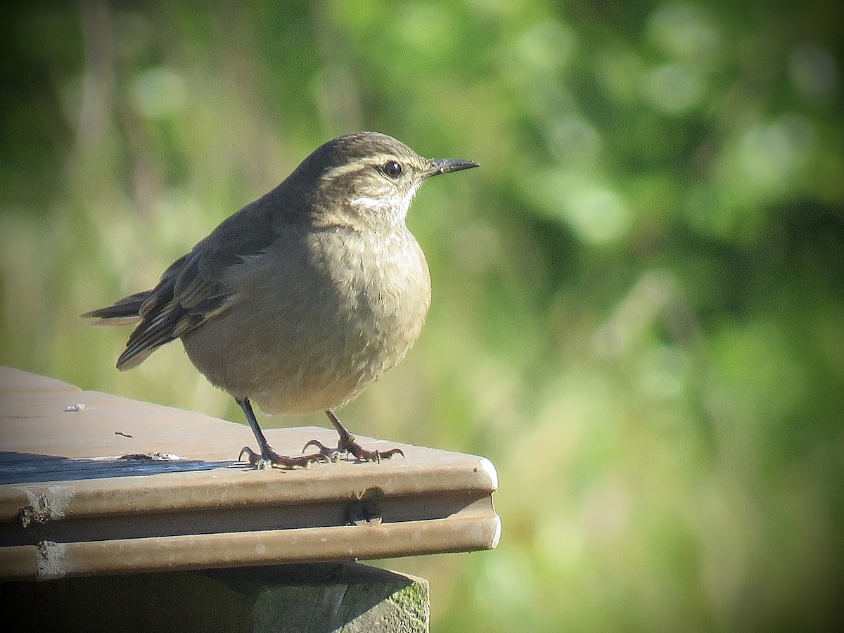 Buff-winged Cinclodes - ML638201655