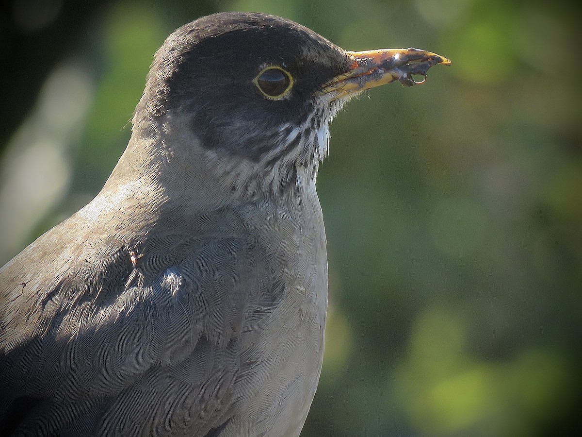 Austral Thrush - ML638201659