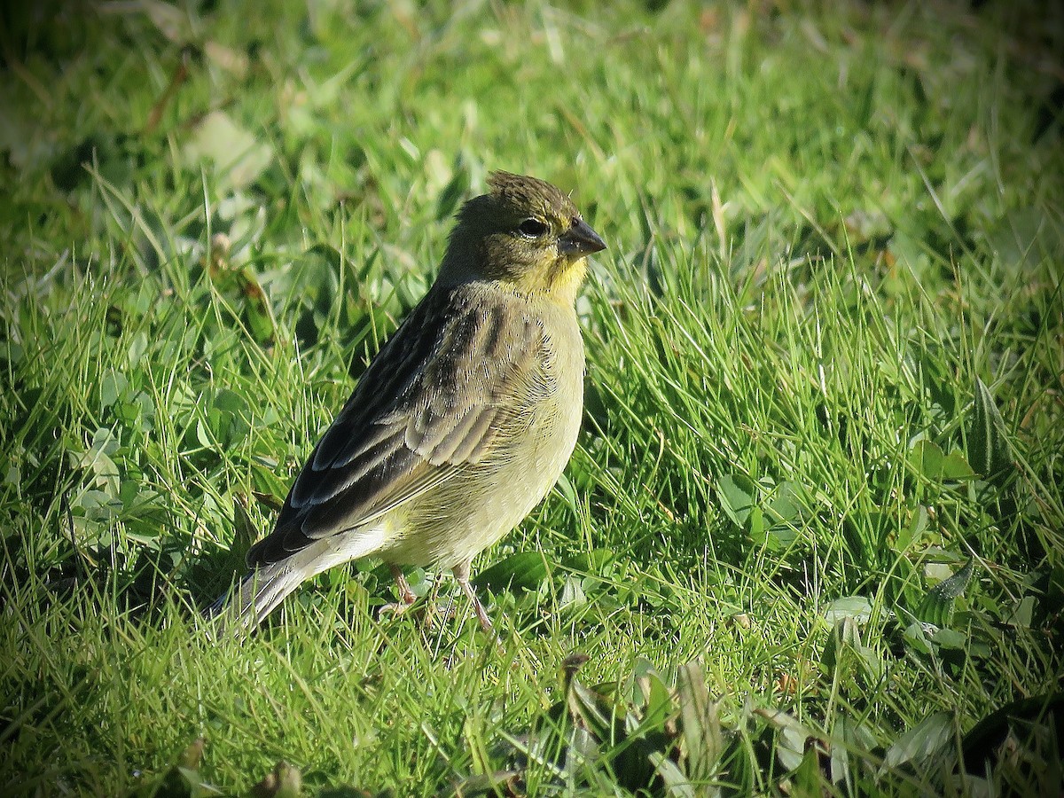 Grassland Yellow-Finch - ML638201661