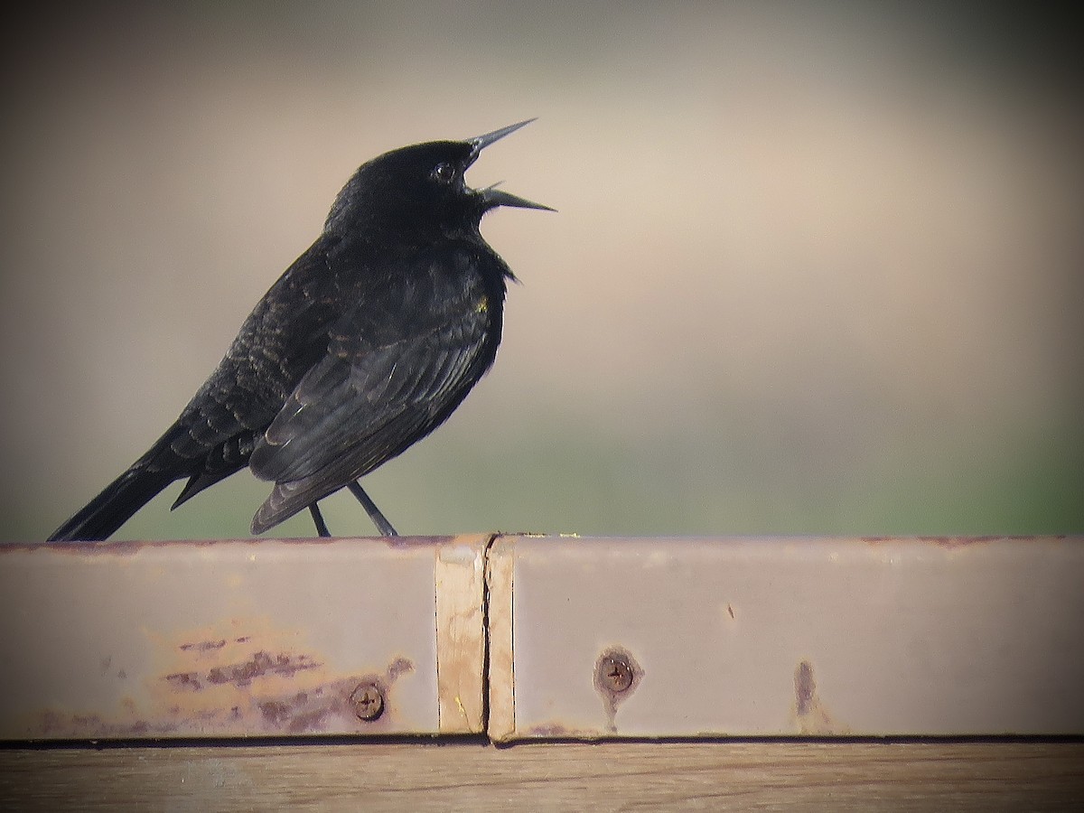 Yellow-winged Blackbird - ML638201665