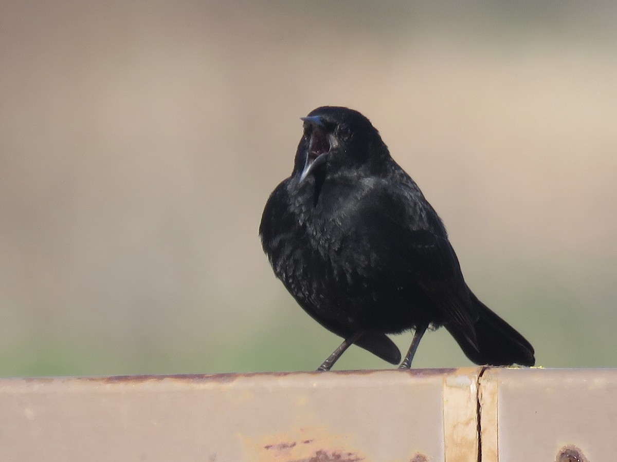 Yellow-winged Blackbird - ML638201666