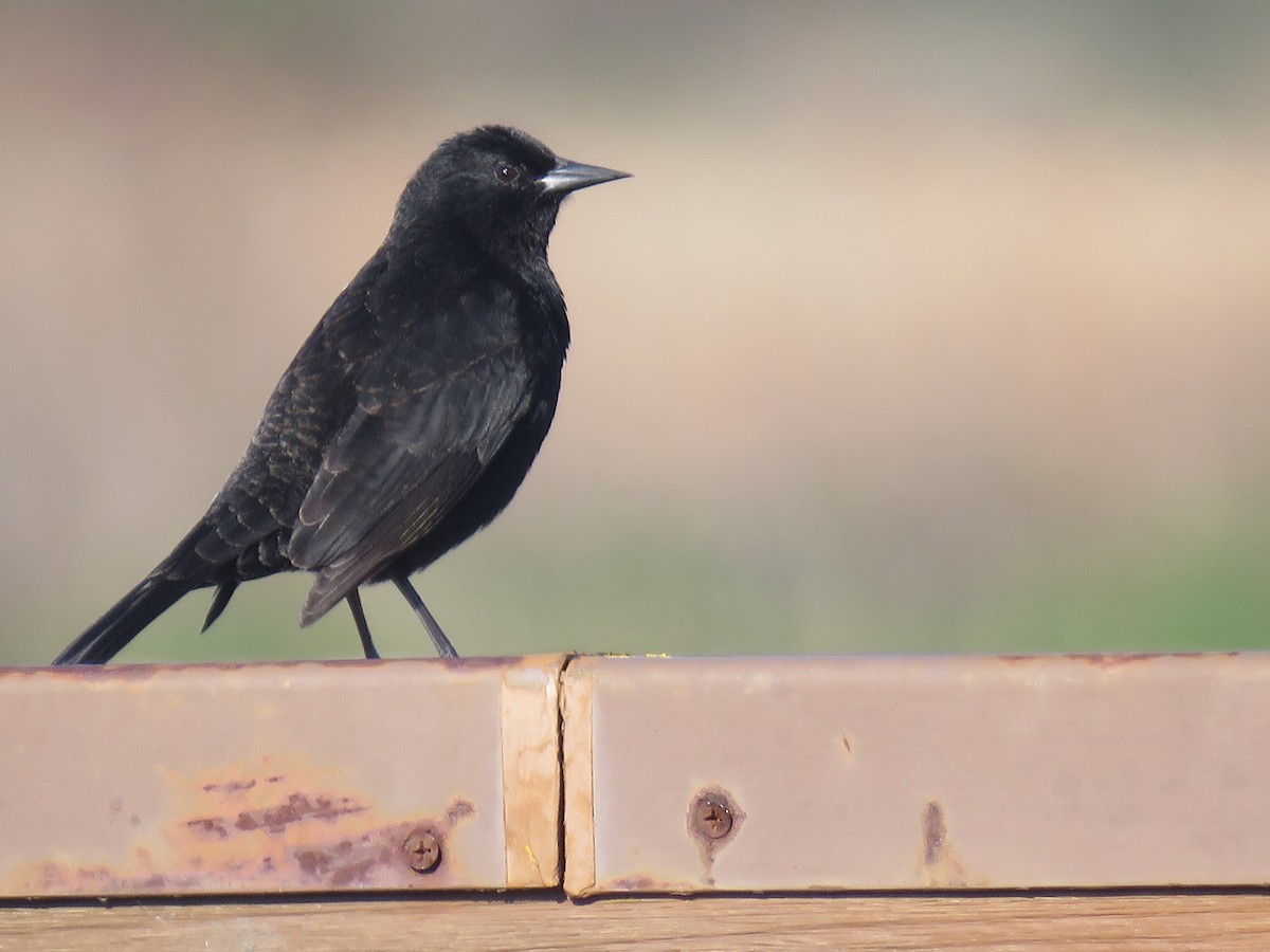 Yellow-winged Blackbird - ML638201667