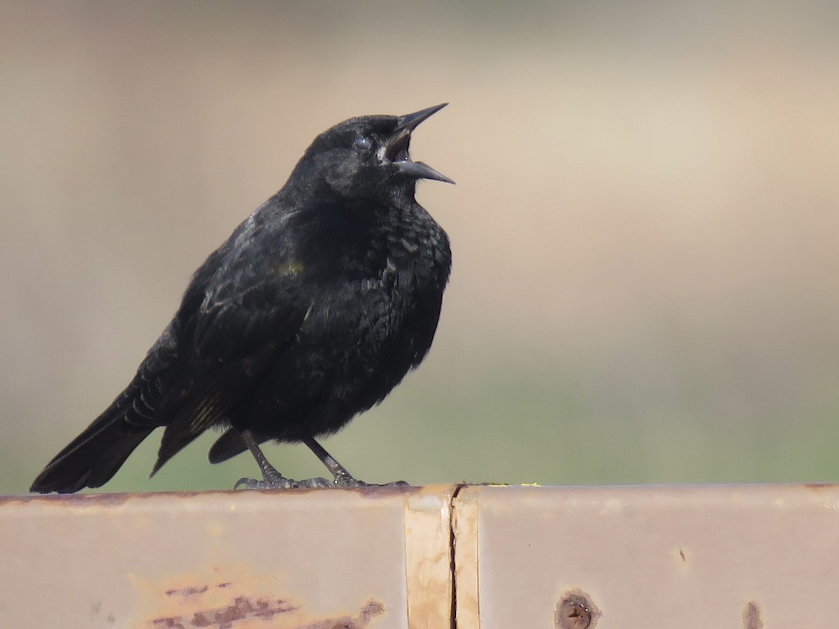 Yellow-winged Blackbird - ML638201668