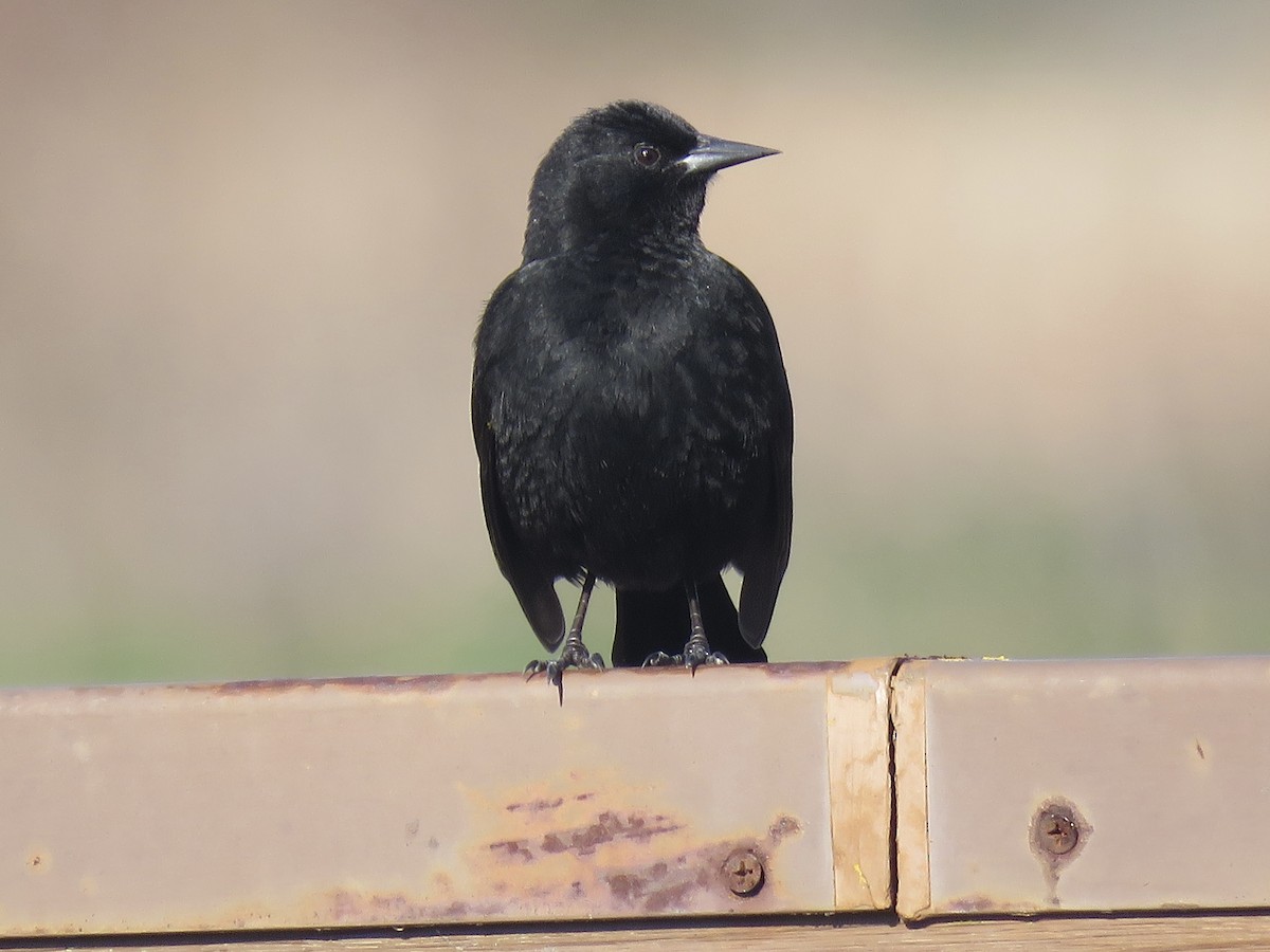 Yellow-winged Blackbird - ML638201670