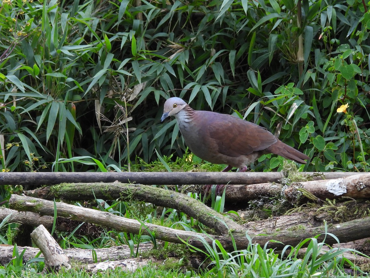 White-throated Quail-Dove - ML638201681