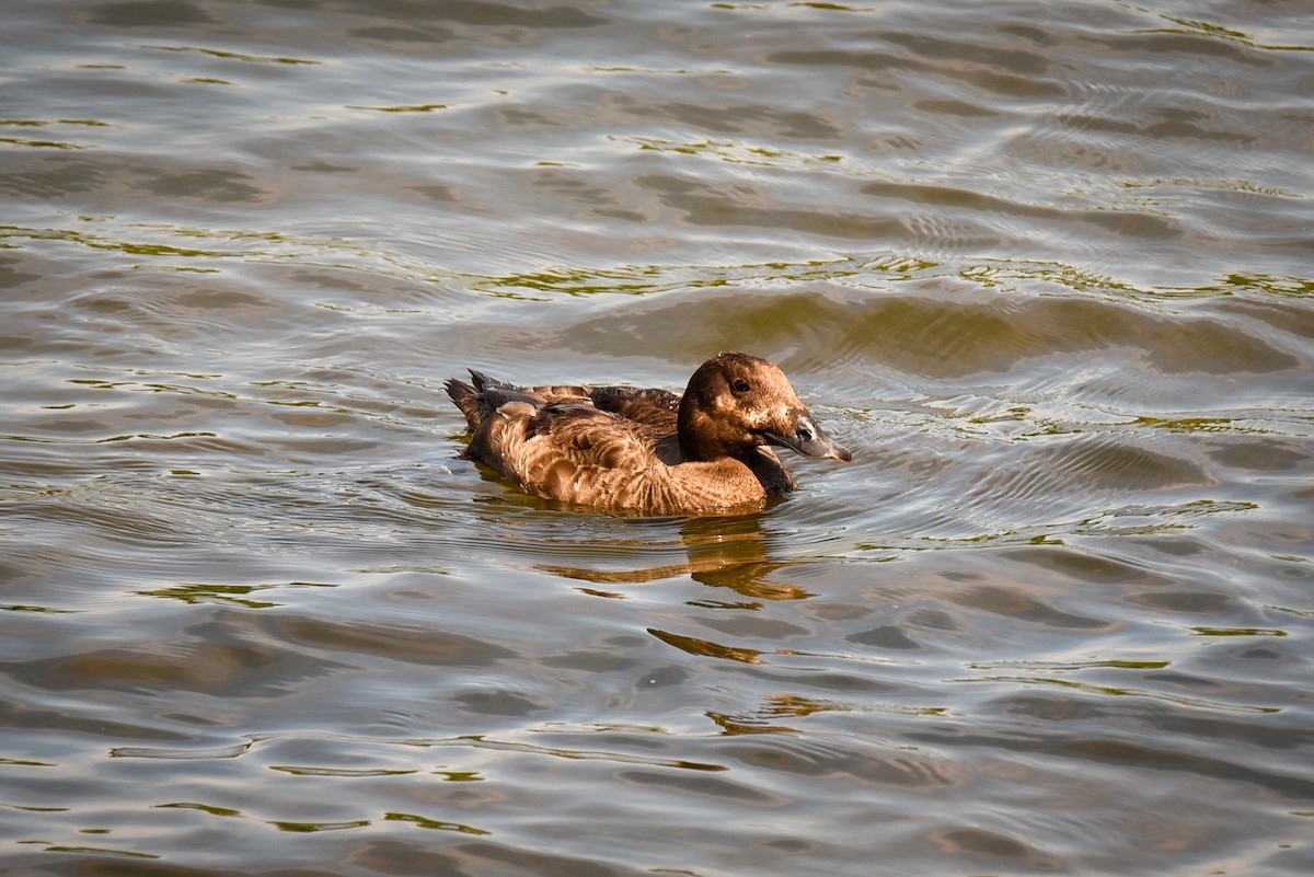 White-winged Scoter - ML638201686