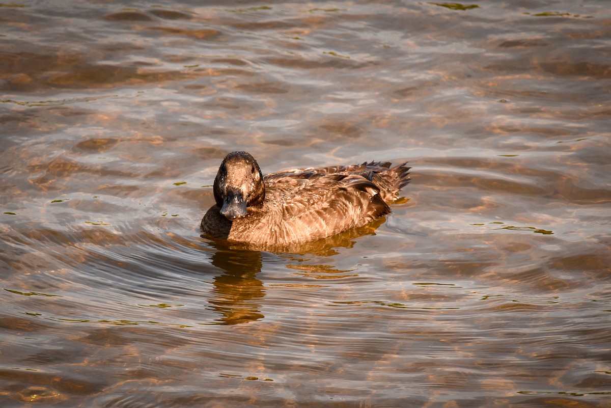 White-winged Scoter - ML638201687