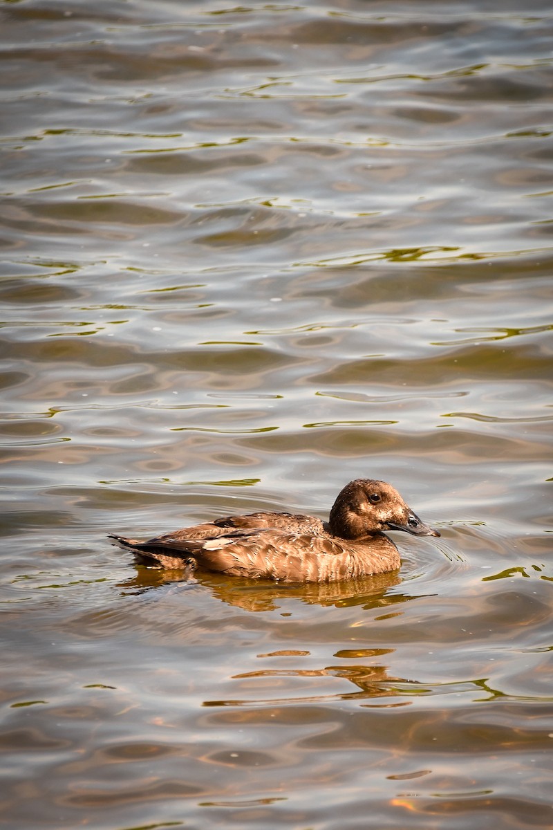 White-winged Scoter - ML638201688