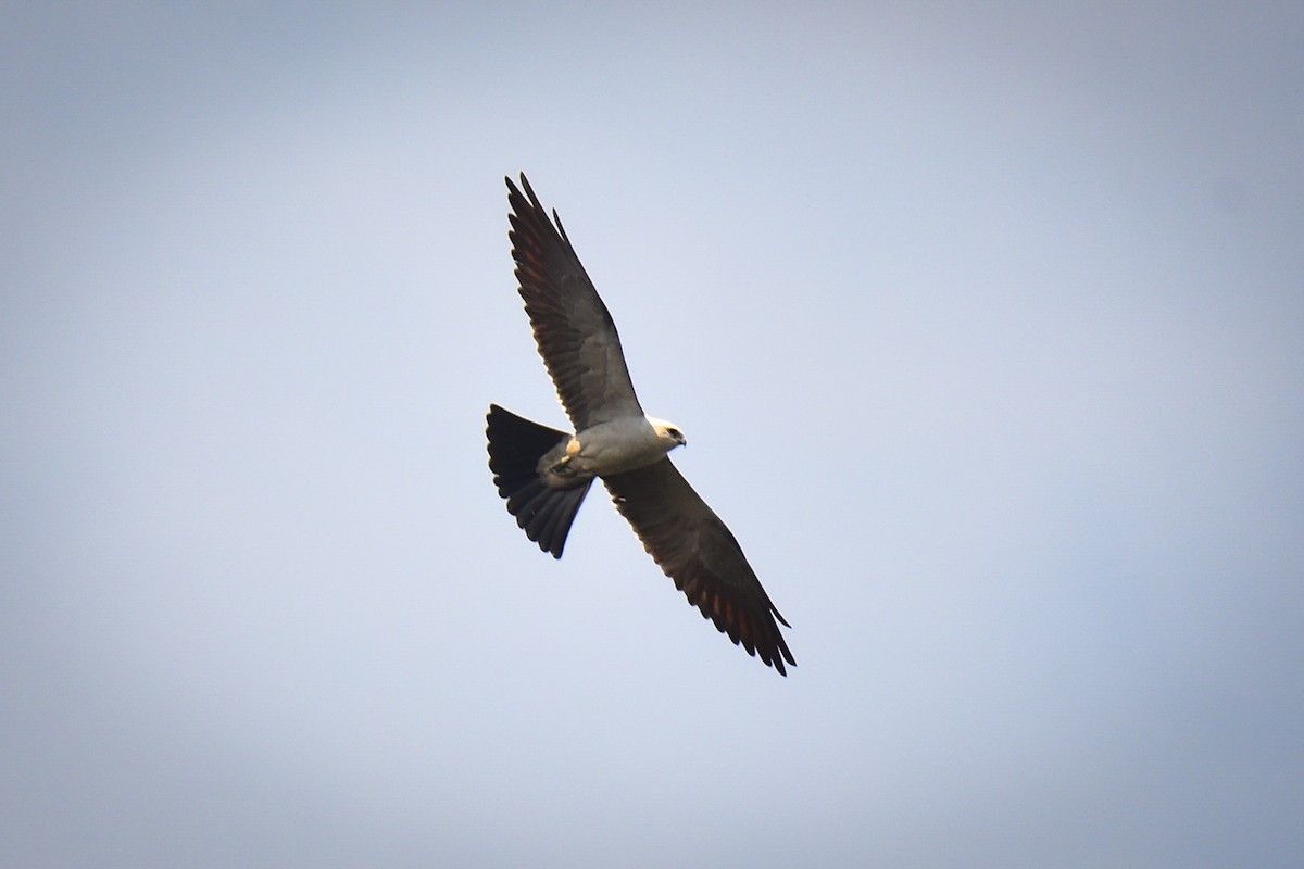 Mississippi Kite - ML638201696