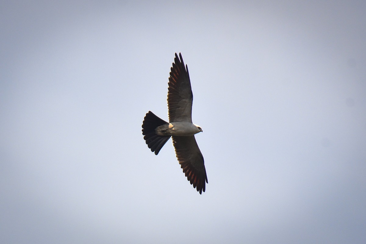 Mississippi Kite - ML638201697
