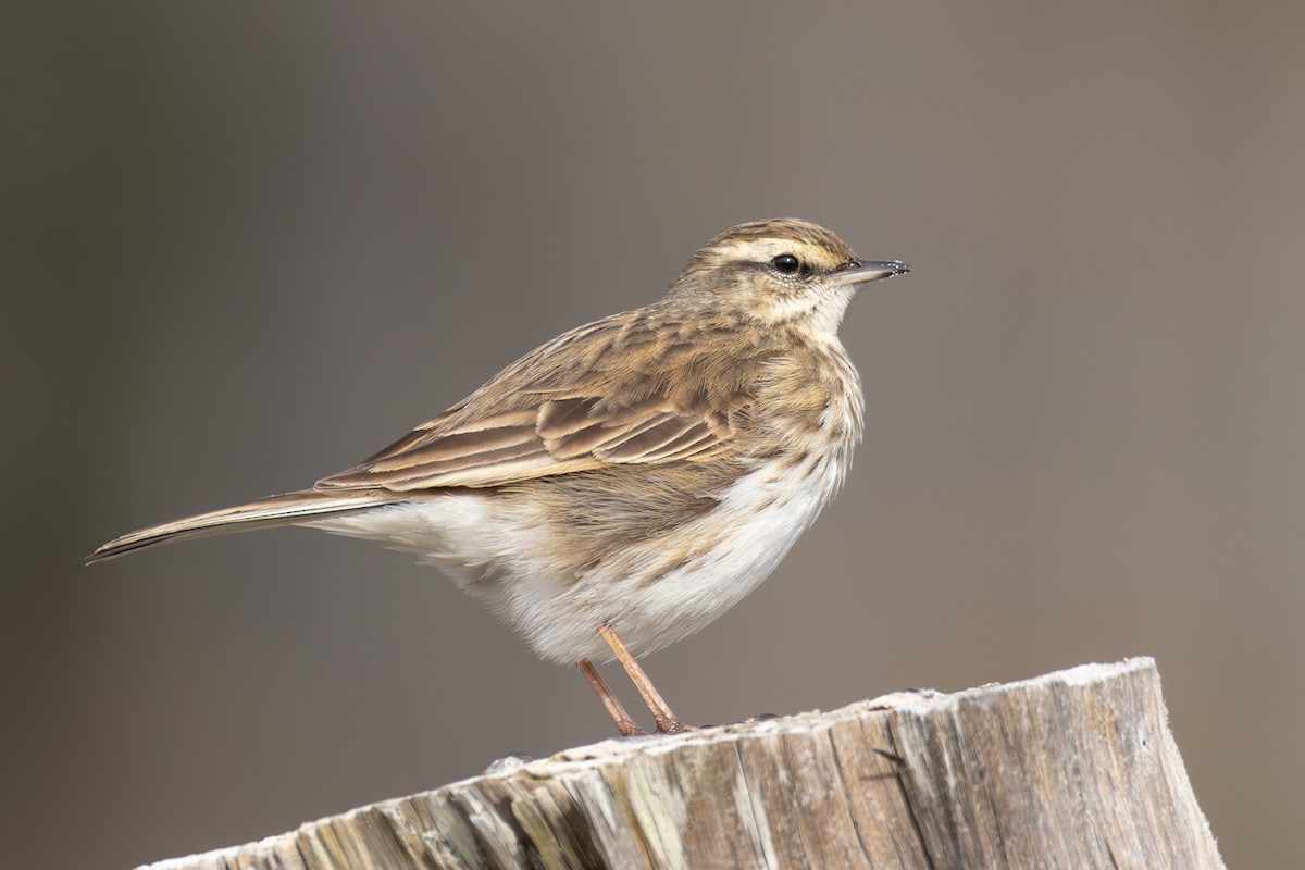 New Zealand Pipit - ML638201713