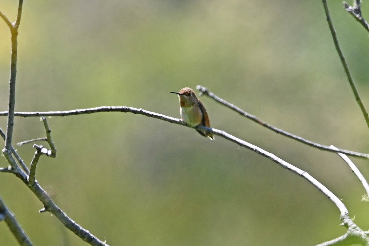 Allen's Hummingbird - ML638201723