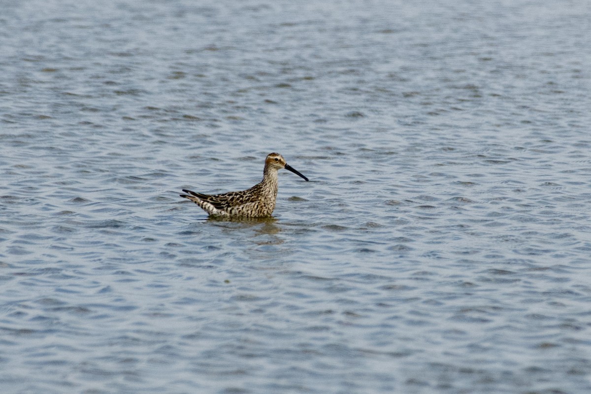 Stilt Sandpiper - ML638201725
