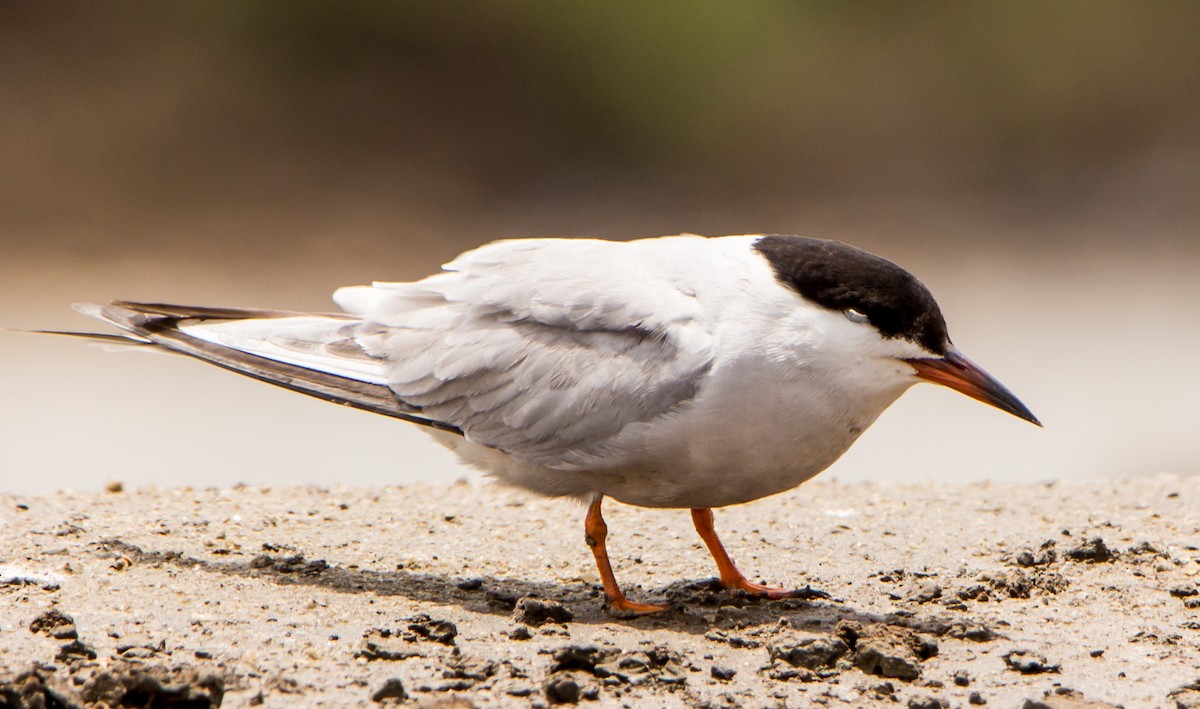 Common Tern - ML638201727