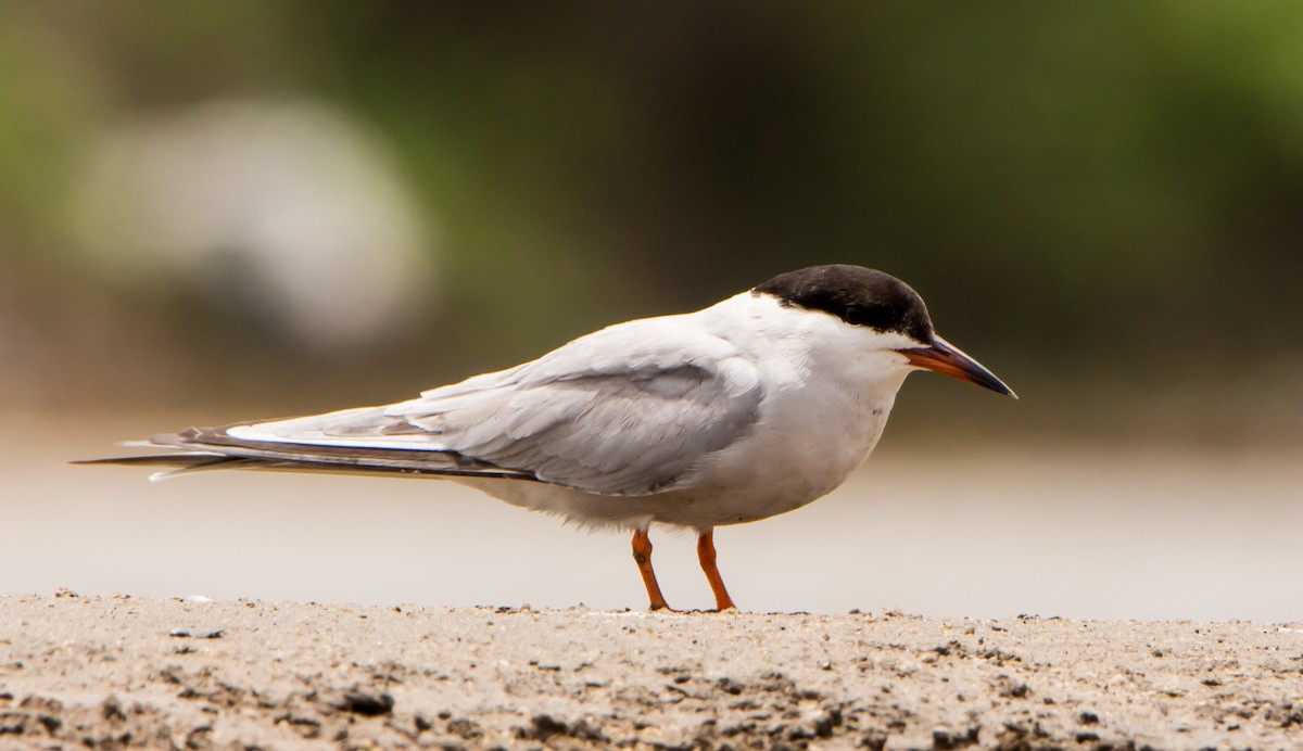 Common Tern - ML638201728