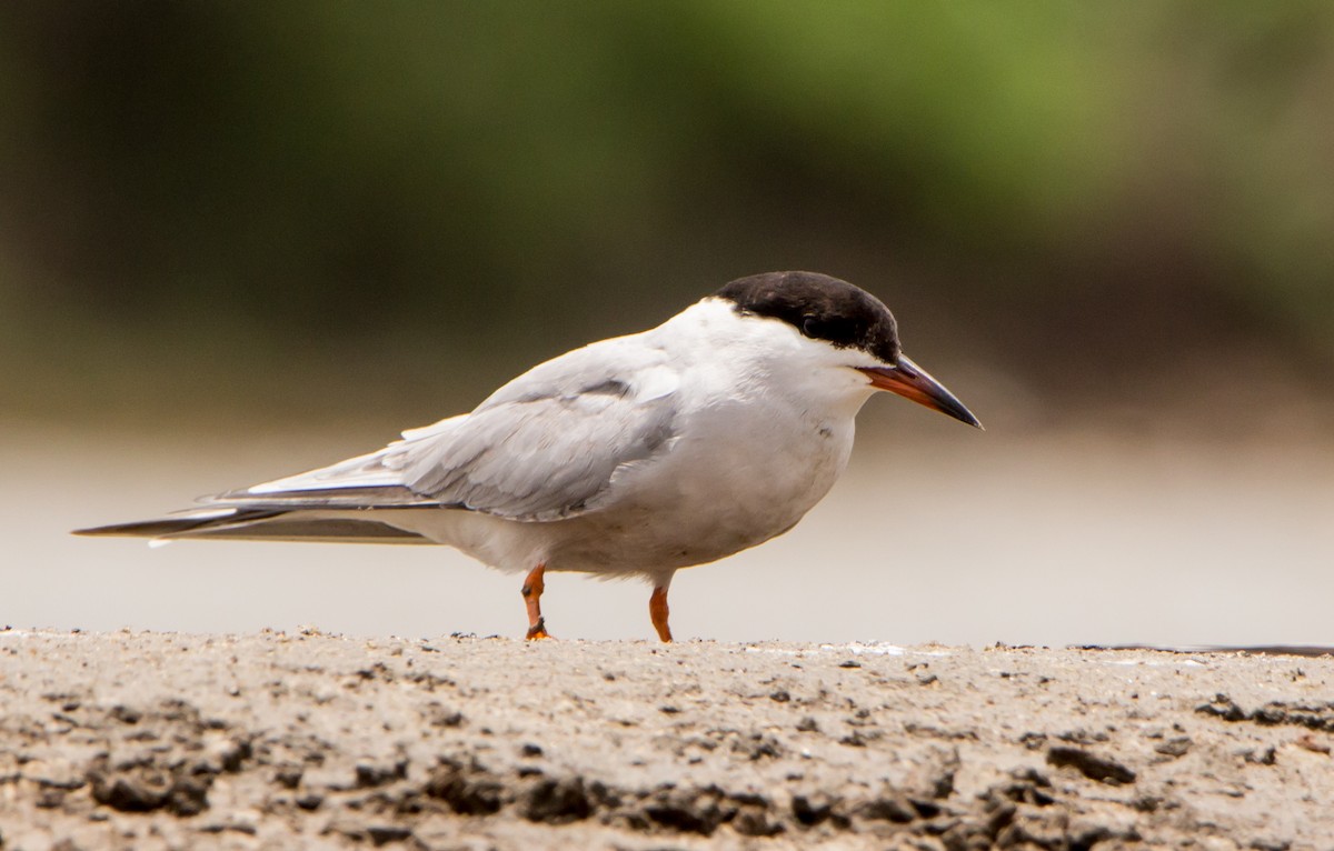 Common Tern - ML638201729