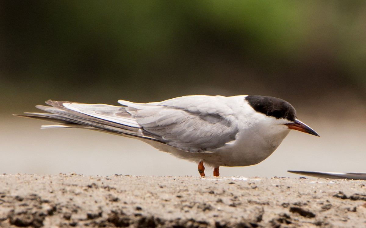 Common Tern - ML638201732