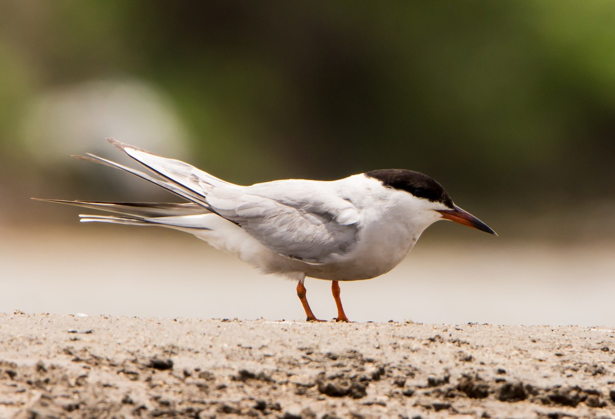 Common Tern - ML638201734