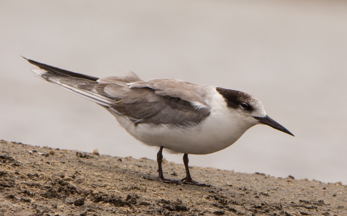 Common Tern - ML638201735
