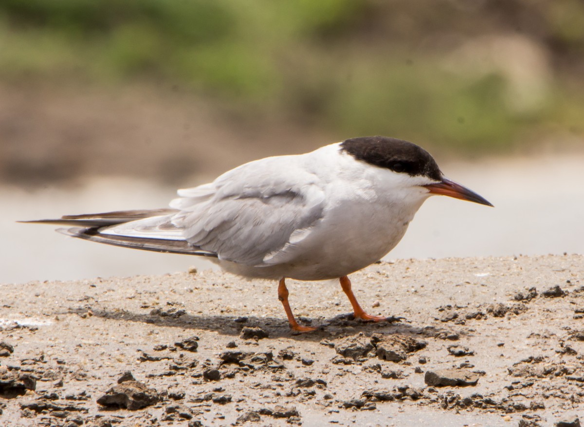Common Tern - ML638201736