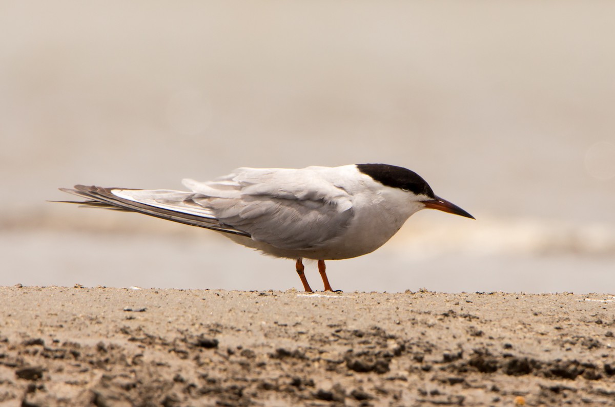 Common Tern - ML638201737