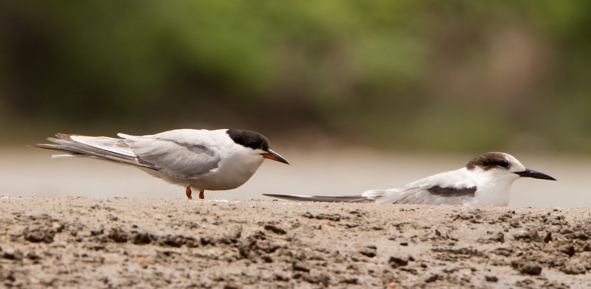 Common Tern - ML638201738