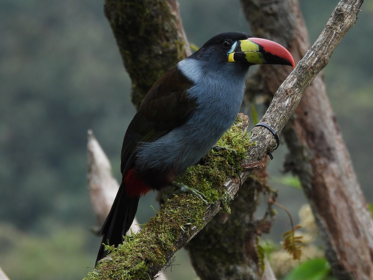 Gray-breasted Mountain-Toucan - ML638201743