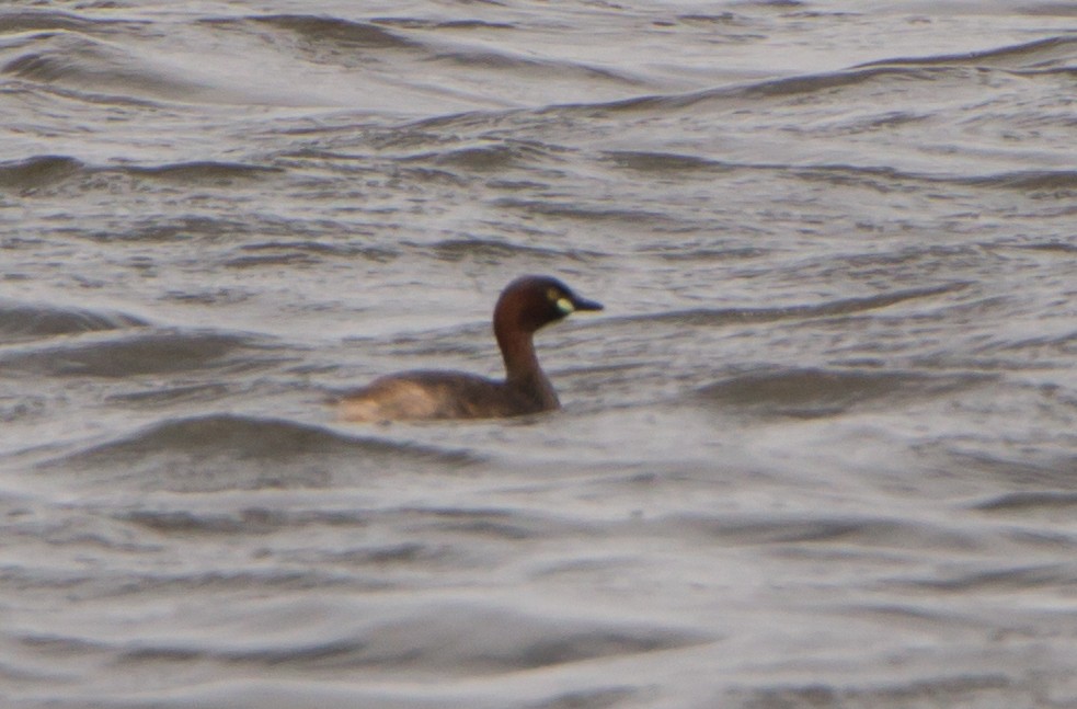 Little Grebe - ML638201747