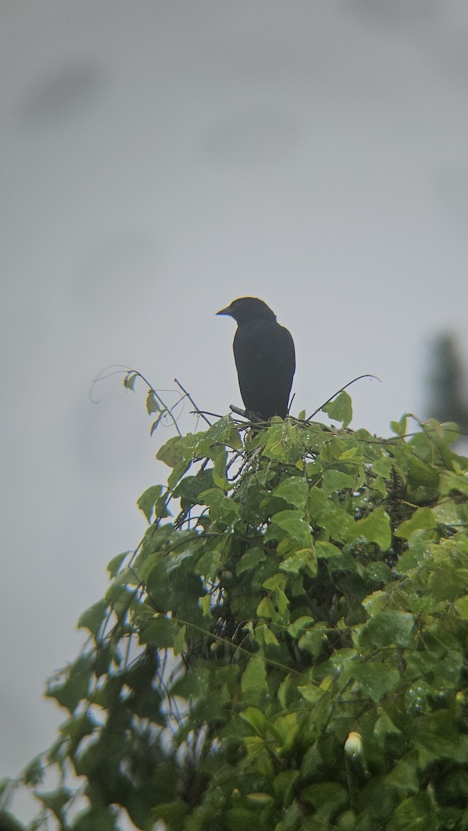 Melodious Blackbird - ML638201748