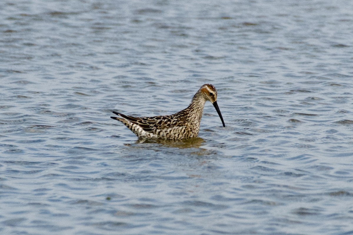 Stilt Sandpiper - ML638201749