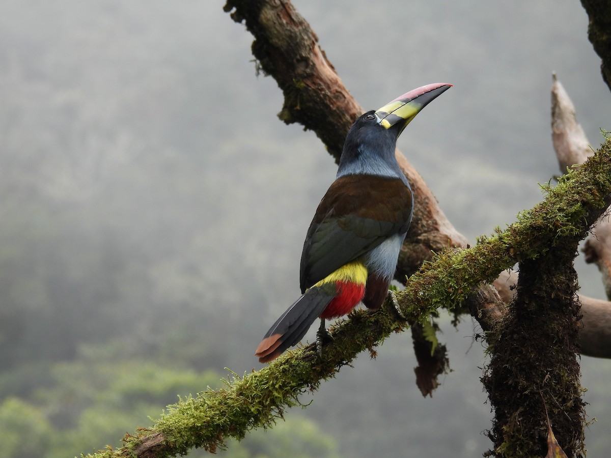 Gray-breasted Mountain-Toucan - ML638201751