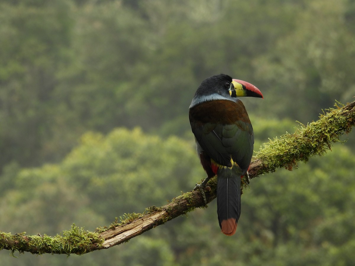 Gray-breasted Mountain-Toucan - ML638201763