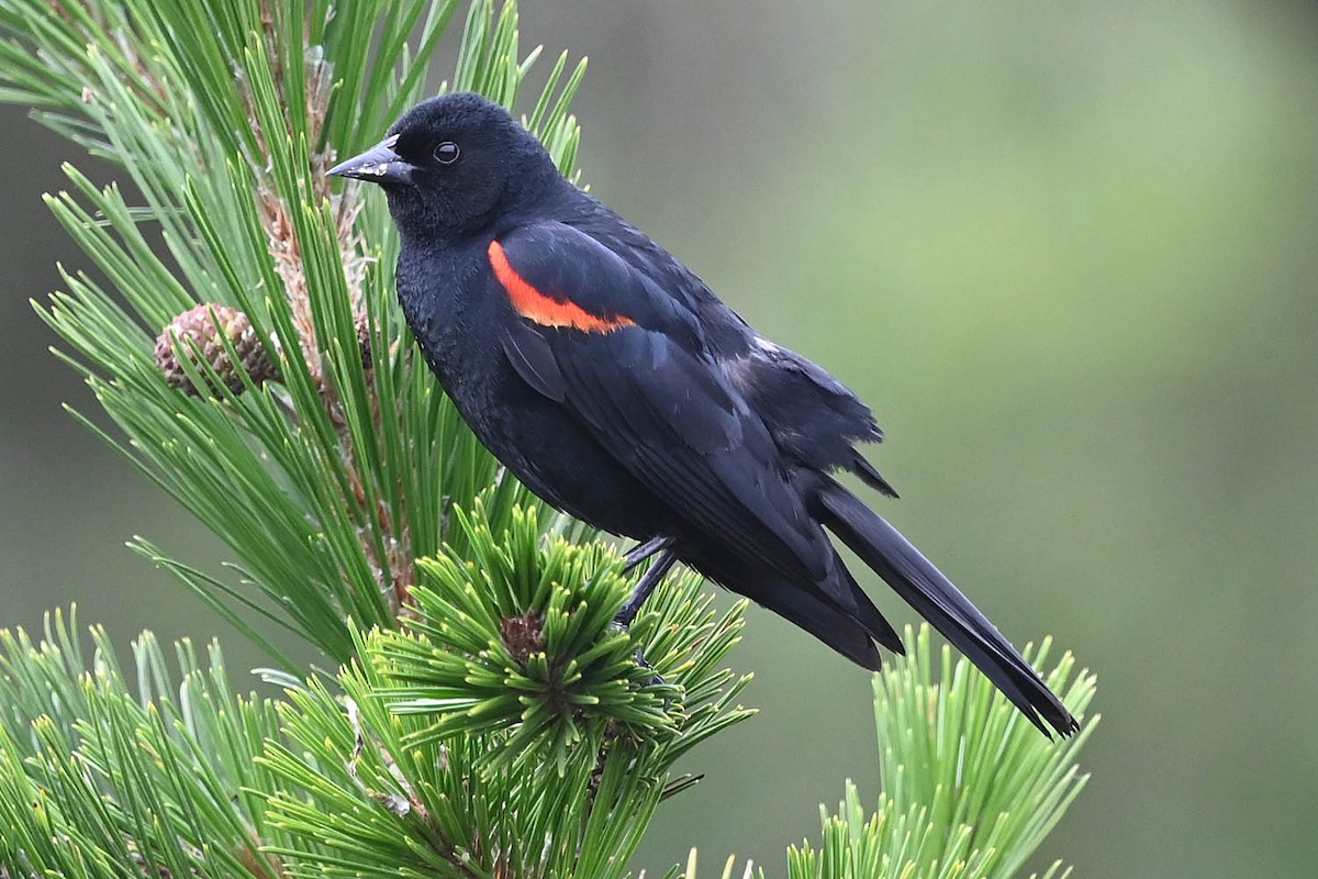 Al Kanatlı Karatavuk (californicus/mailliardorum) - ML638201770