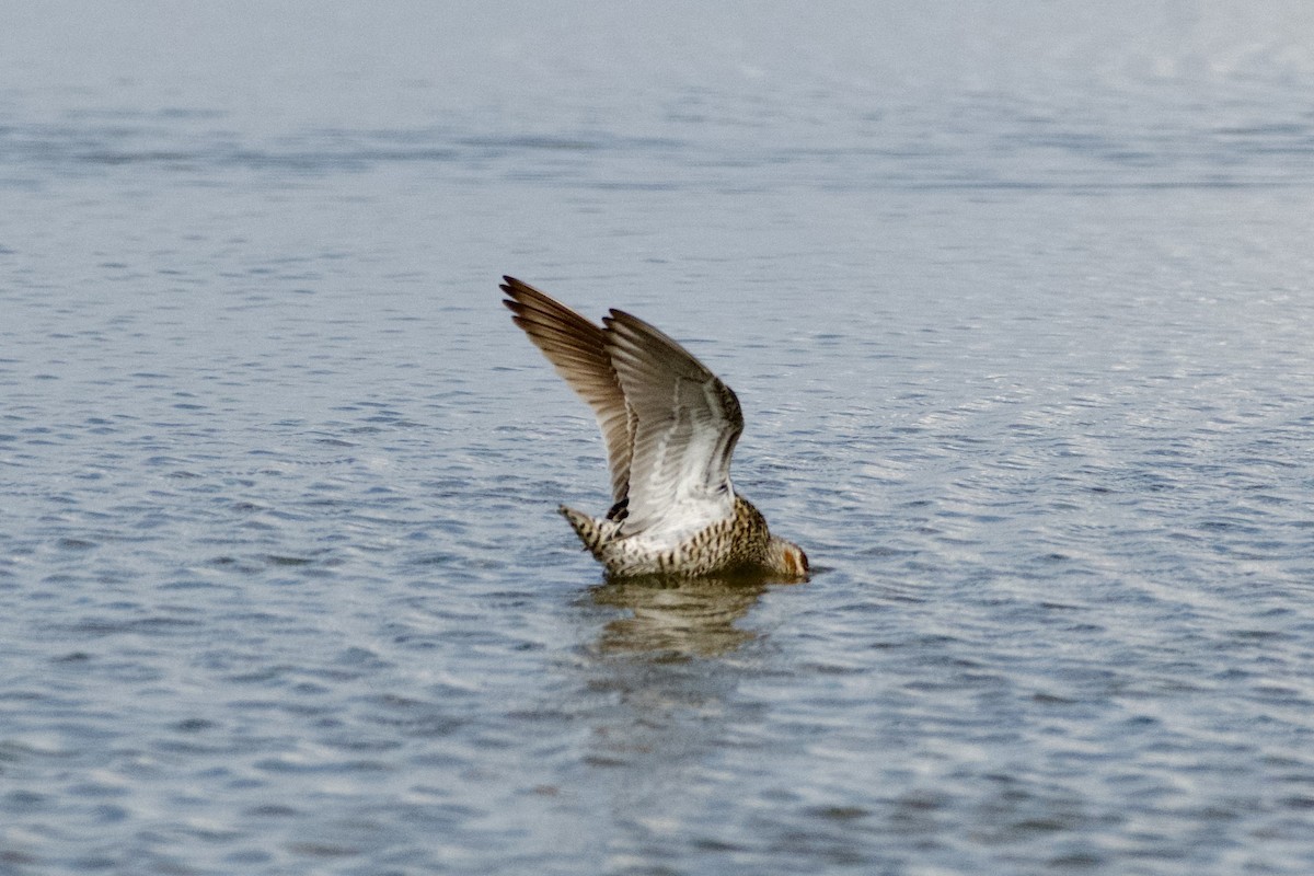 Stilt Sandpiper - ML638201782