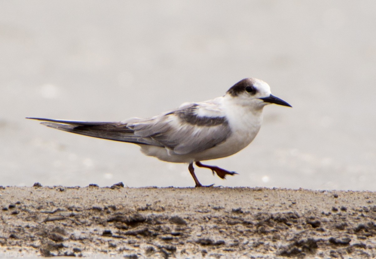 Common Tern - ML638201799