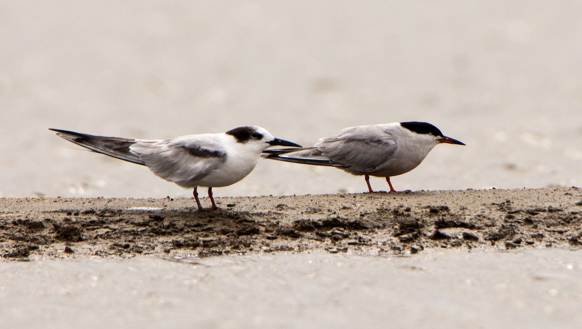 Common Tern - ML638201800