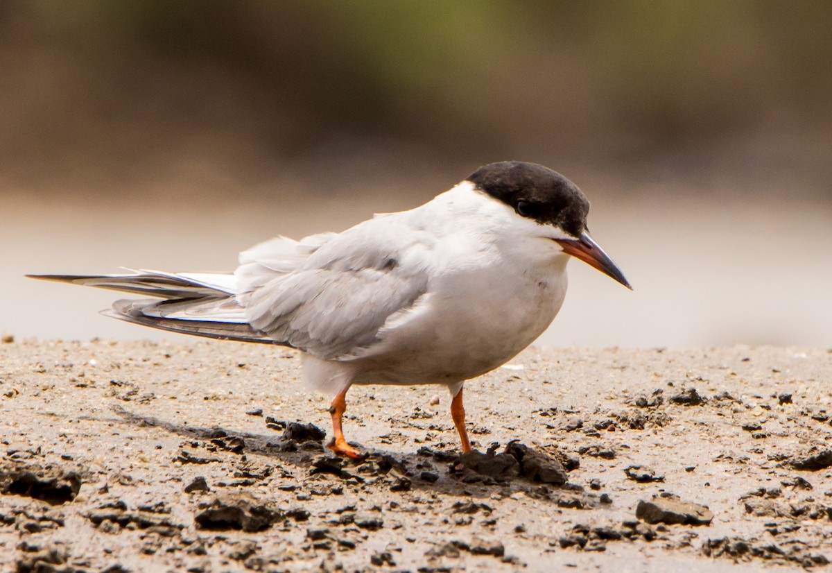 Common Tern - ML638201801