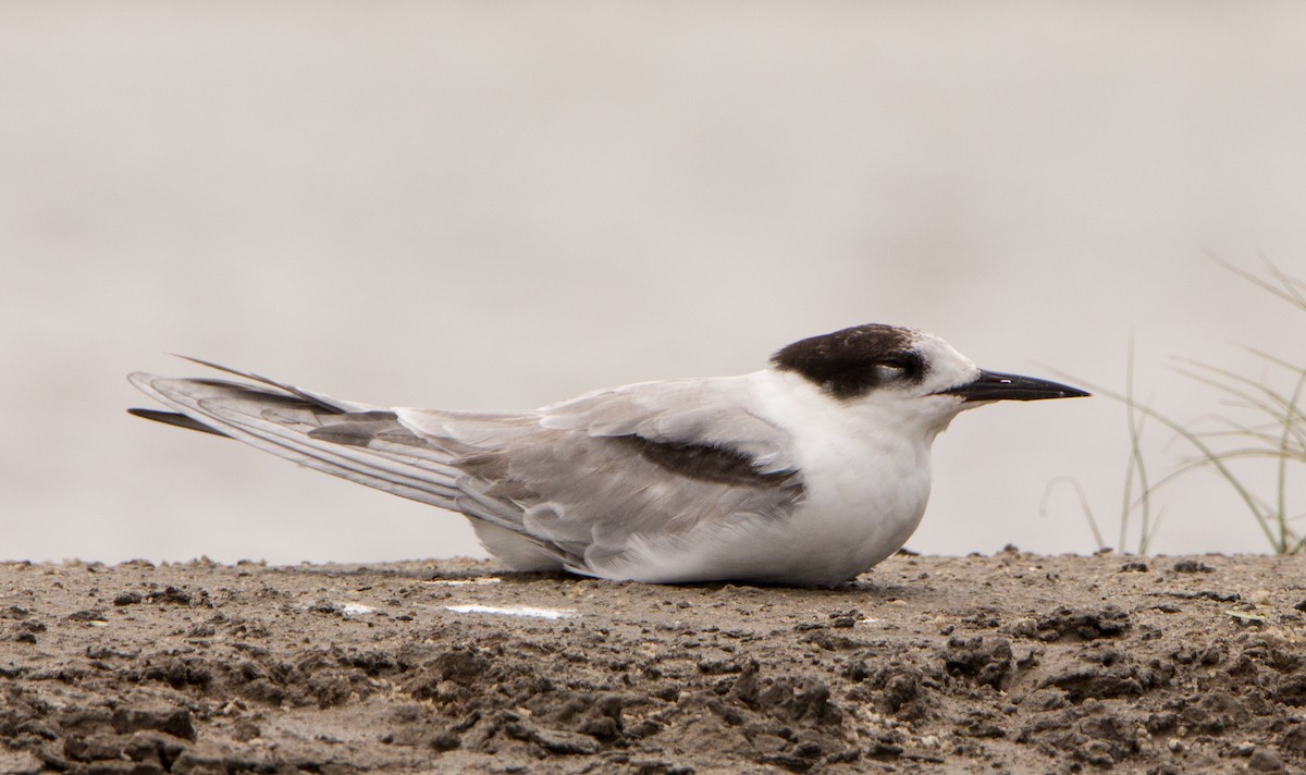 Common Tern - ML638201802