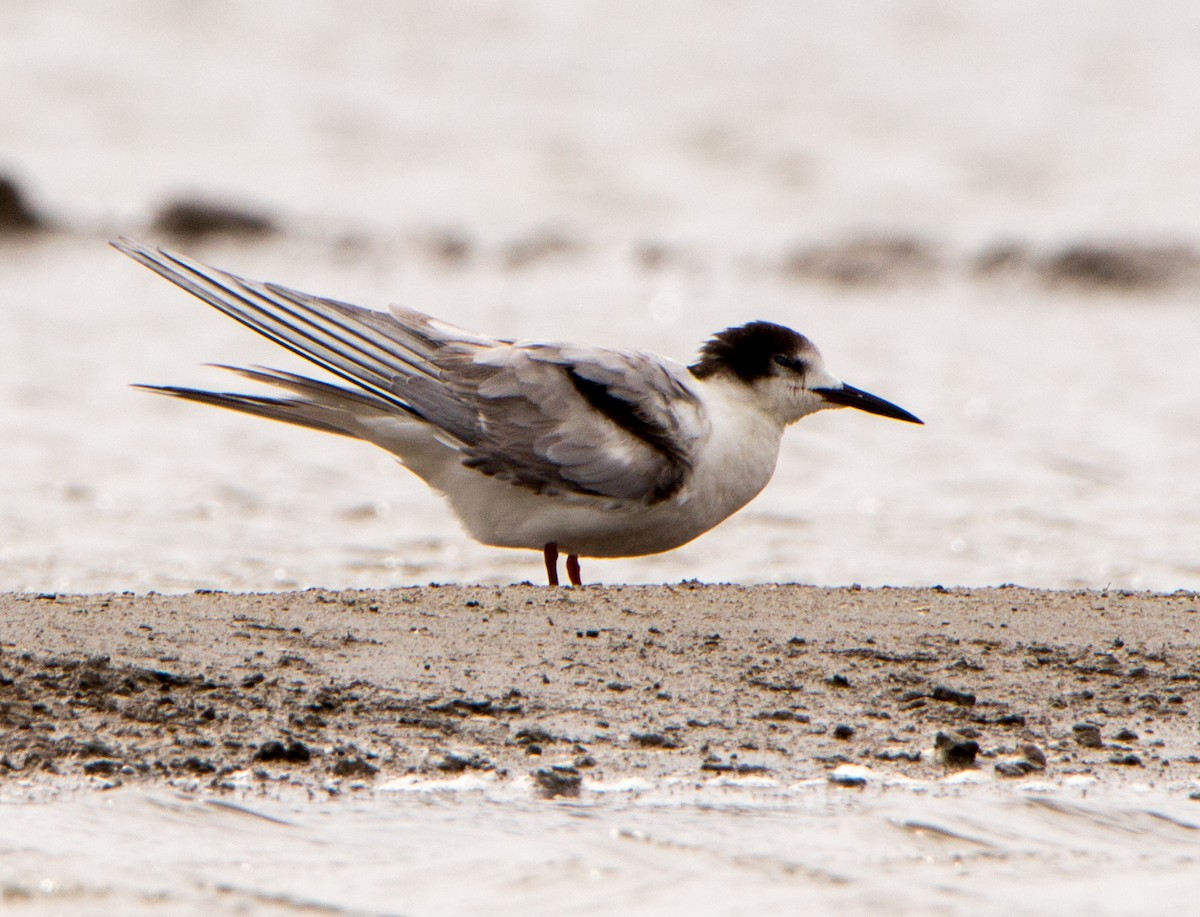 Common Tern - ML638201803